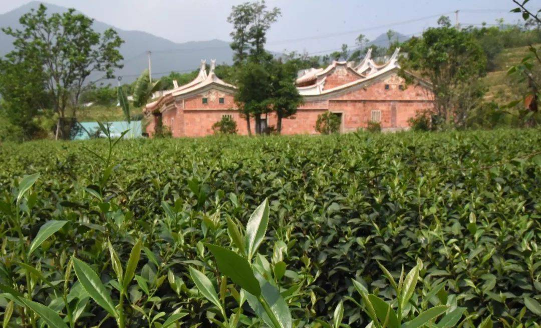 探索安溪，品味茶乡的居住魅力——安溪房屋出租指南
