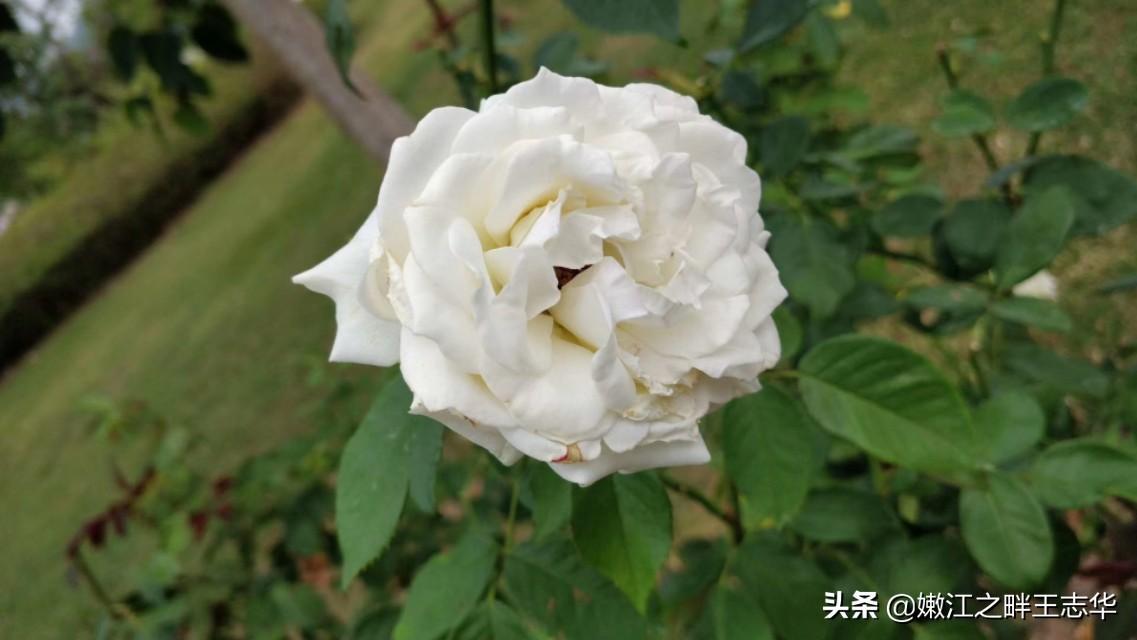 热带天堂居住梦想
