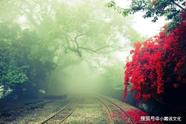 33朵玫瑰花，爱的独特语言与深意