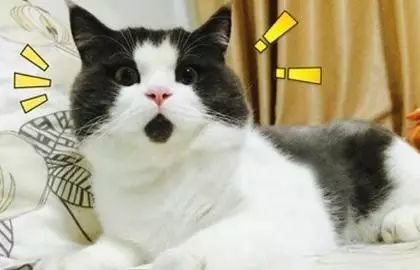 今天的幸运密码，揭秘四不像图的神秘面纱