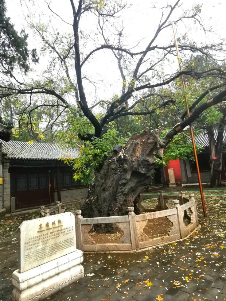 探索历史长河，如何有效查看历史