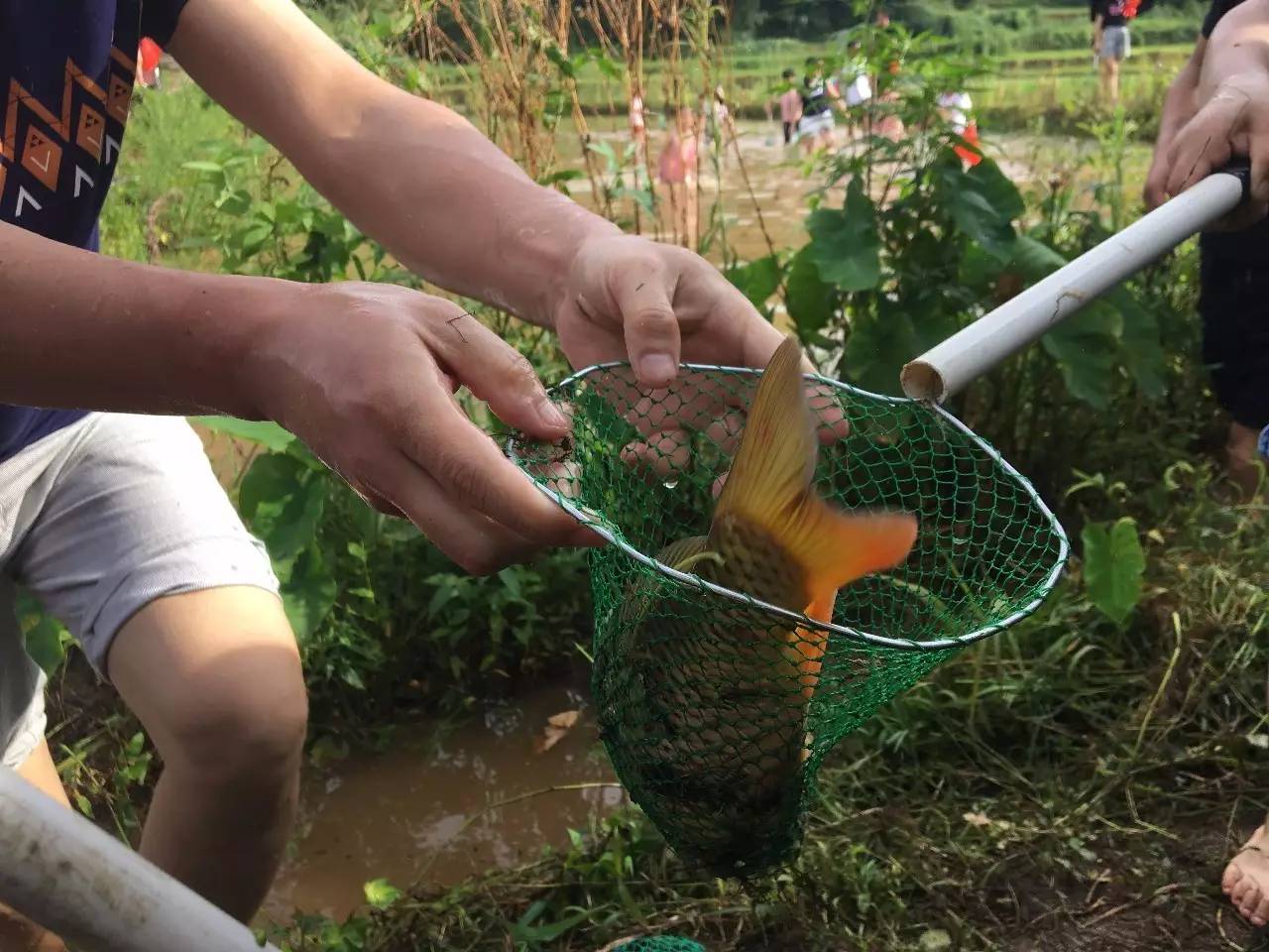 捉鱼新法，探索捉鱼的鱼网的奥秘与魅力