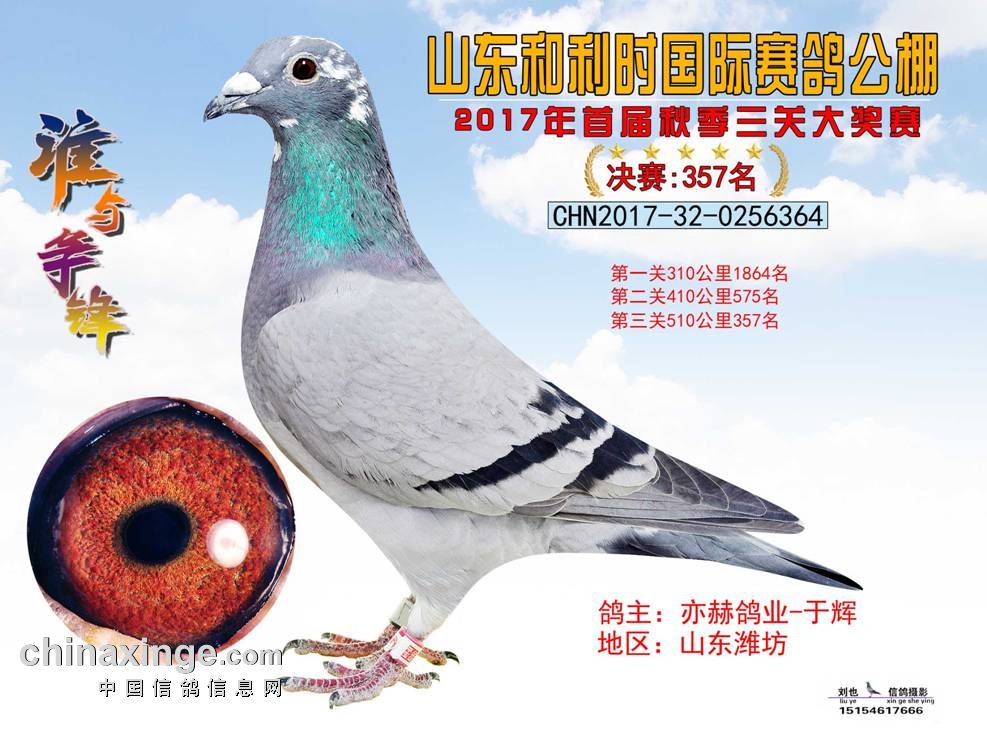 君翼赛鸽公棚秋季赛事，速度与激情的较量君翼赛鸽公棚秋棚最新公告