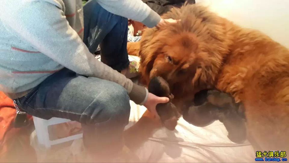藏獒论坛，爱犬之友的交流圣地藏獒官网