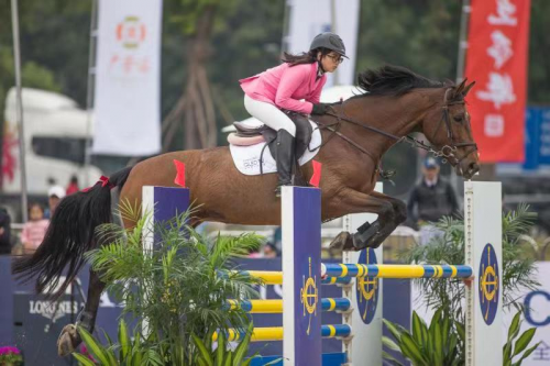 探索2019年香港马会正版资料大全，赛马的智慧与乐趣香港正版马会免费资料大全