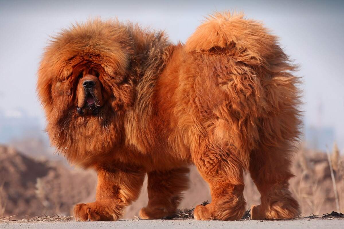 藏獒在线论坛，探索中国古老犬种的文化与交流平台藏獒在线论坛官网