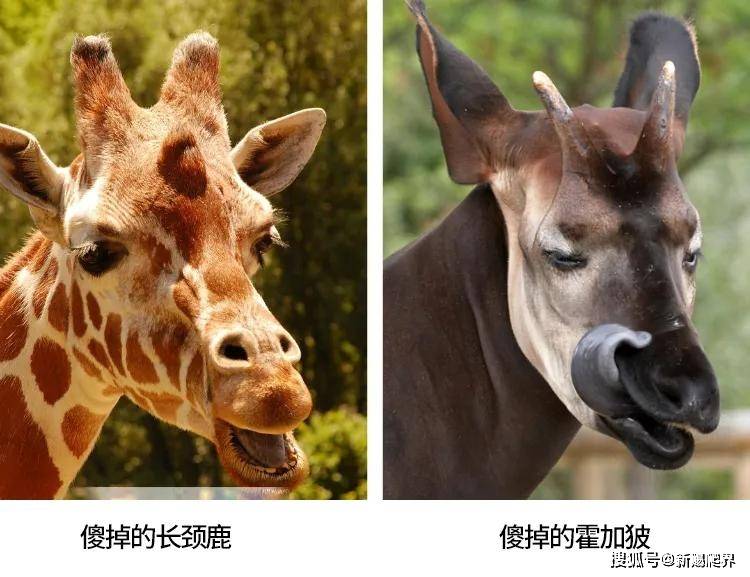 澳门四不像图正版资料大全，揭秘背后的真相与风险澳门四不像图正版资料大全下雷
