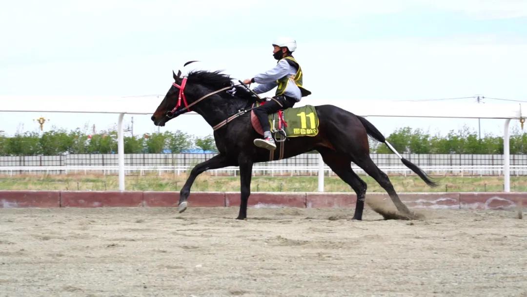 2019香港马会全年资料大全，精彩赛事与辉煌成就的年度回顾香港2021年马会资料
