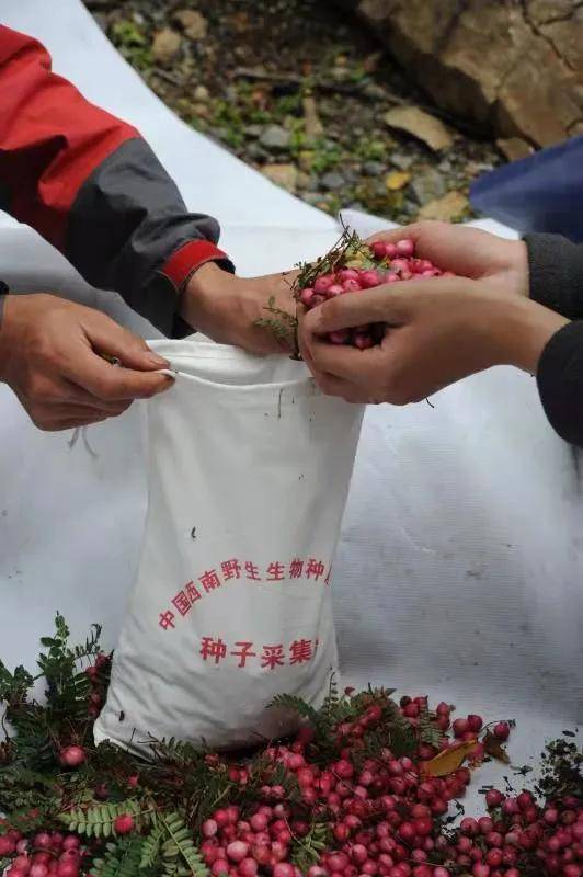 2048年澳门管家婆资料大全，揭秘未来赌场趋势与策略指南（虚构文章）