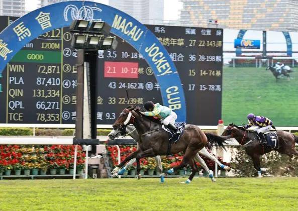 2031年马会正版香港资料大全，探索赛马的魅力与智慧2021年正版马会香港资料大全一