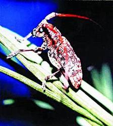 探索天牛3D红五图库与排列三的奥秘，揭秘数字游戏的魅力天牛3d红五图库天牛图库排列三一