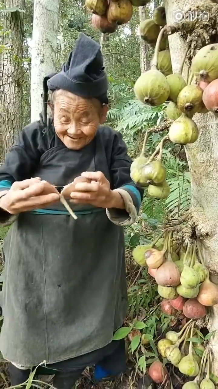 天下水果奶奶，免费资料背后的甜蜜故事天下水果奶奶资料网站