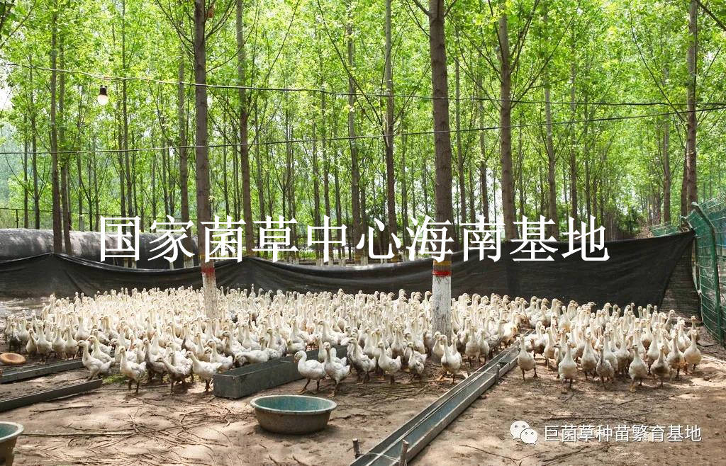 正版和资料大全面向未来的发展前景、使用方法及注意事项进行了详细解析。2023澳门正版资料大全下载地址