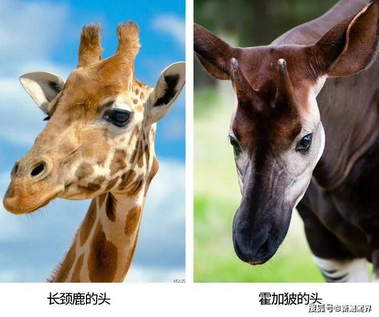 图片大全真实，四不像的奇妙世界四不像图片大全真实 肖图