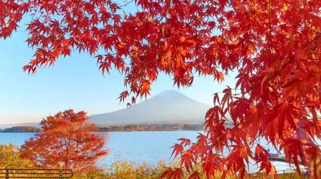 ）探秘枫华绝代—记一次深入「紅葉高手聯盟」之旅红叶高手联盟论坛