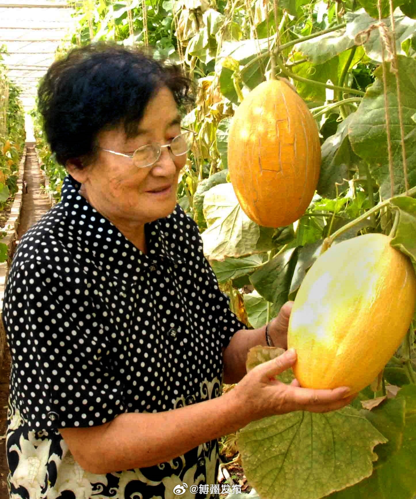 水果奶奶论坛，连接味蕾与情感的甜蜜纽带水果奶奶水果奶奶论坛