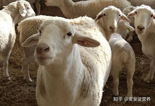 澳门三肖