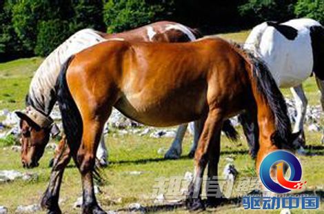 澳门今期特马四不像，探索独特魅力与文化交融的奇妙之旅今晚澳门马四不像一肖图